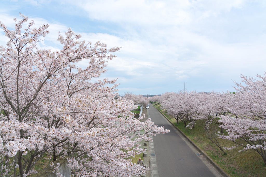 桜一本道