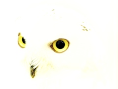 目線<○><○>