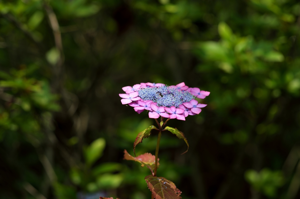 オールドレンズ：山紫陽花