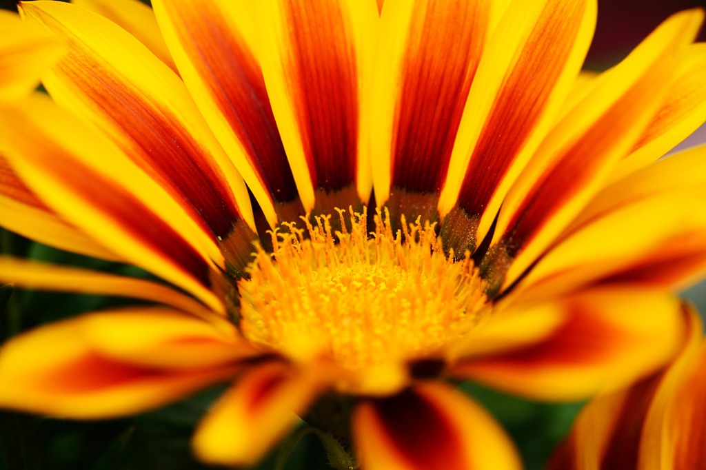 春の花火_ガザニア