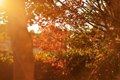 オールドレンズ：秋の裏庭