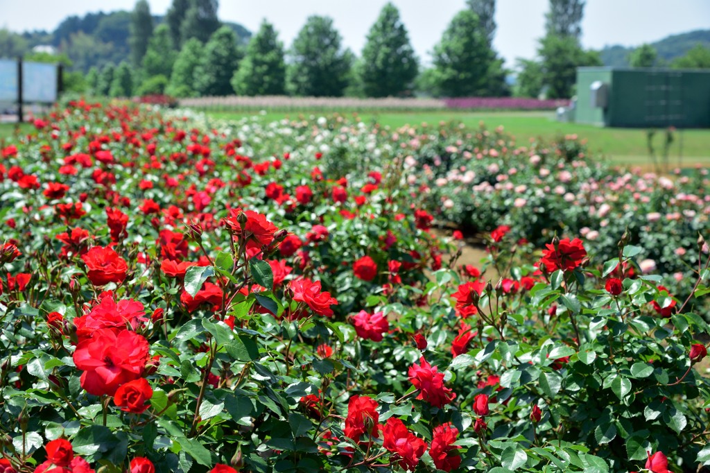 赤薔薇
