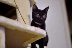 オールドレンズ：何してあそぼ？