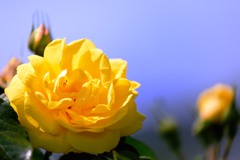 黄薔薇