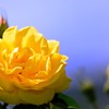 黄薔薇