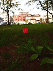 Tulip