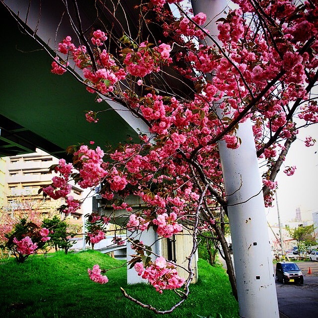 八重桜
