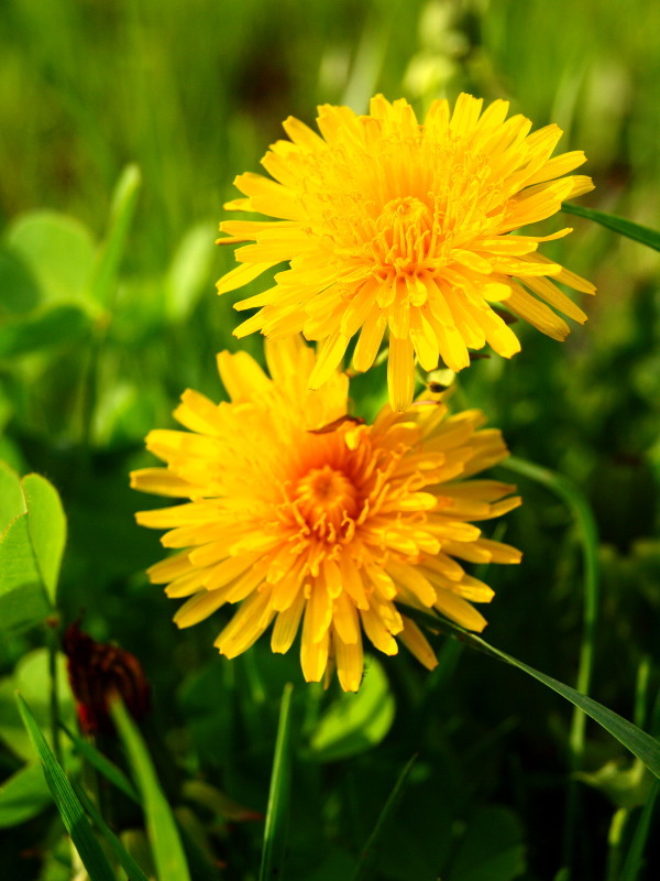 Dandelion