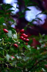 DSC_00008