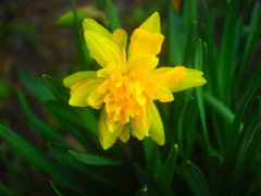 路傍の花