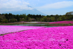 富士芝桜まつり no1