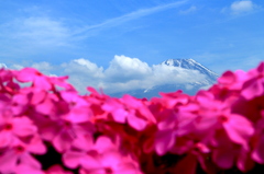 富士芝桜まつりno2