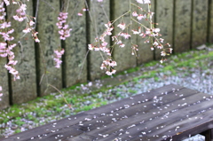 葉桜