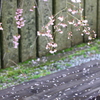 葉桜