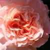 薔薇　八重咲き