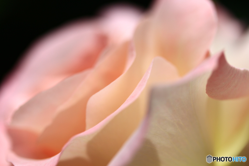 薔薇