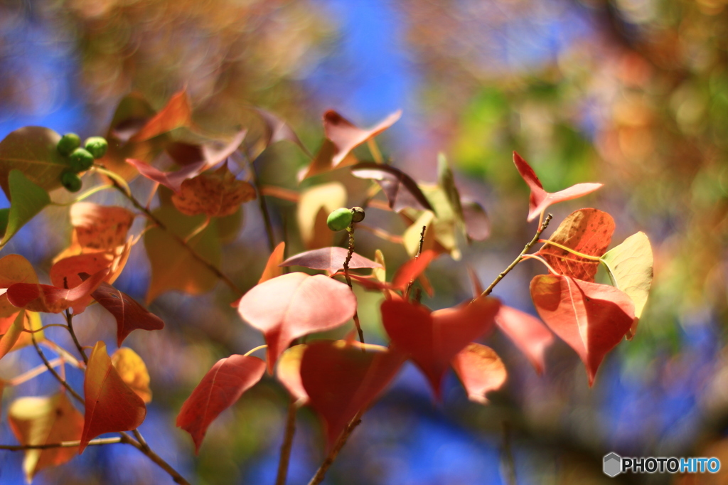 紅葉2