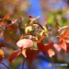 紅葉2