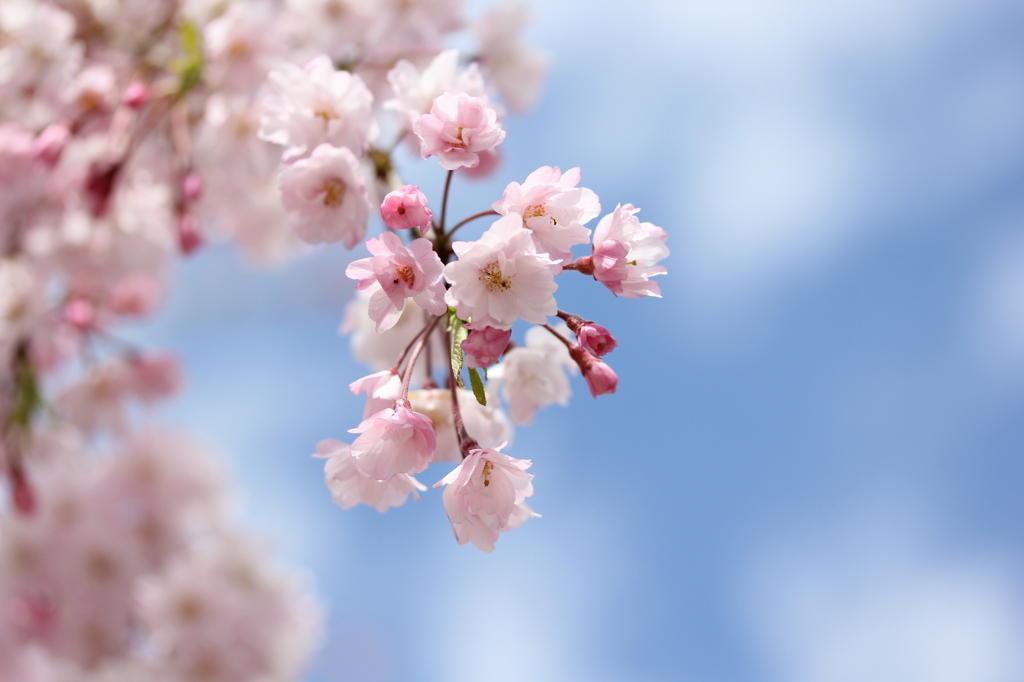 桜