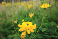 野に咲く花