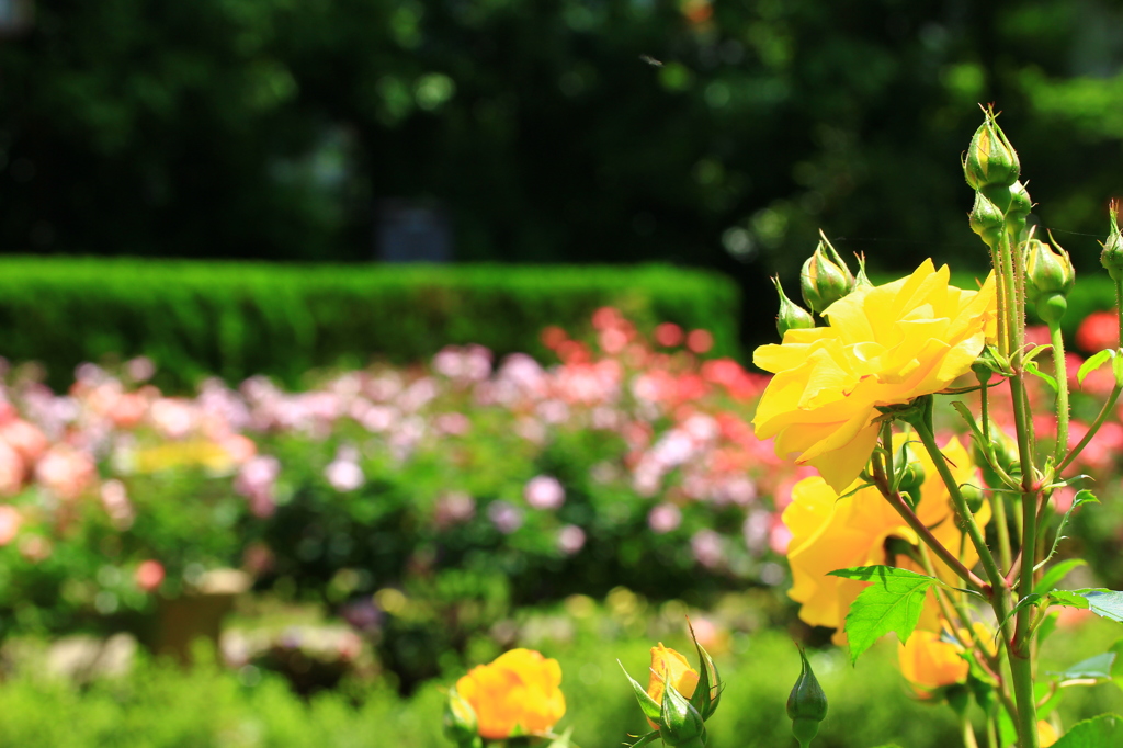 薔薇