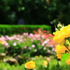 薔薇