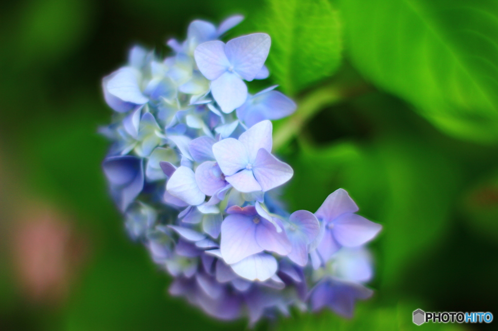 紫陽花