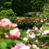 薔薇園