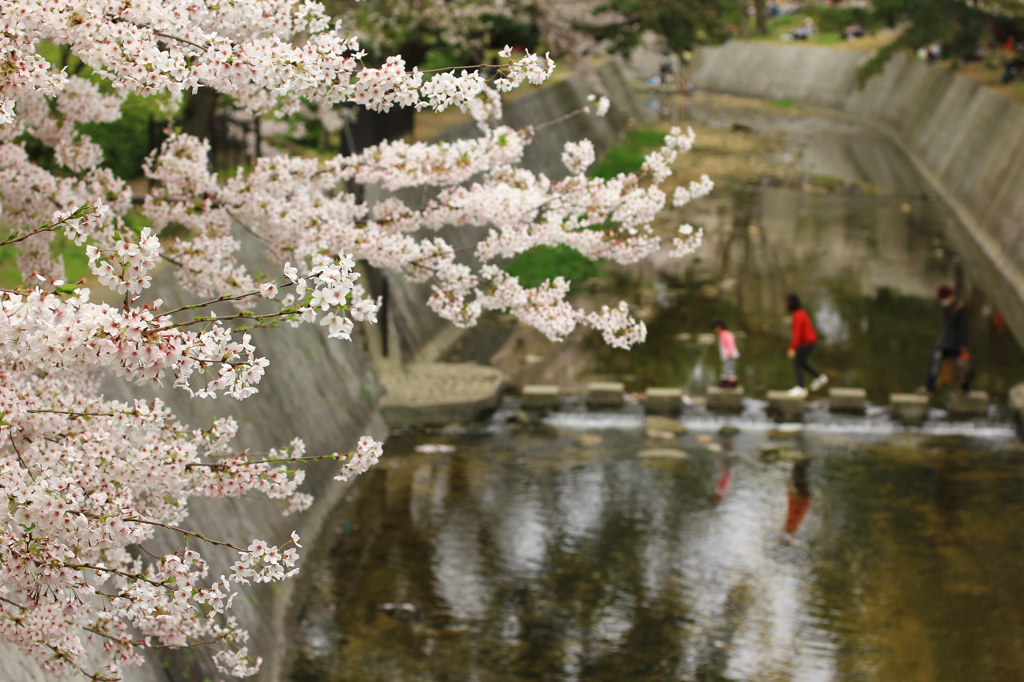 桜の季節