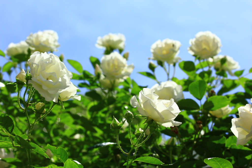 白薔薇