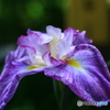 菖蒲