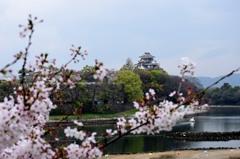 桜と岡山城