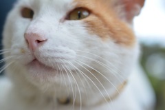 公園の猫