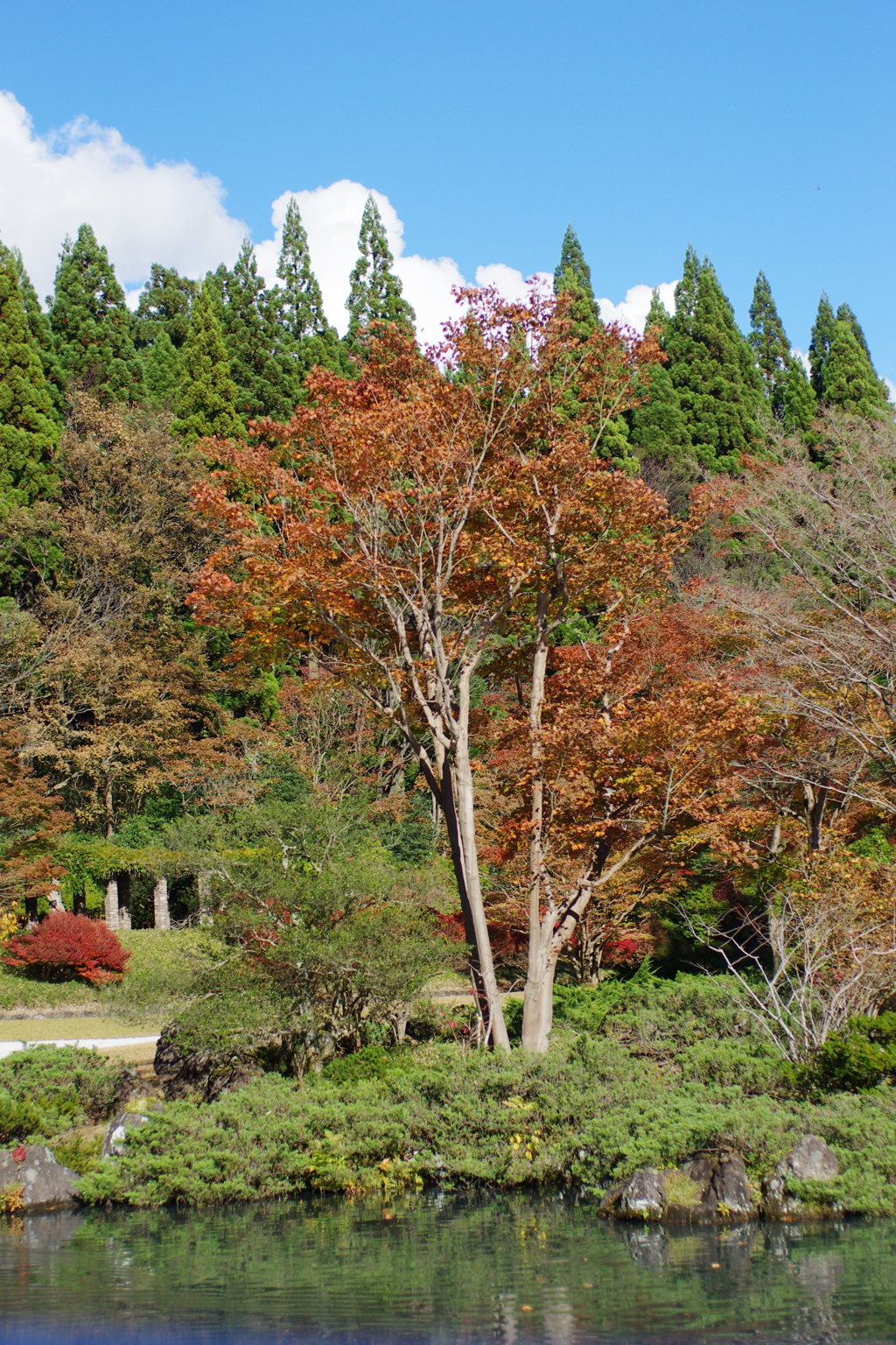 紅葉の水心苑。