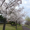 桜小道。