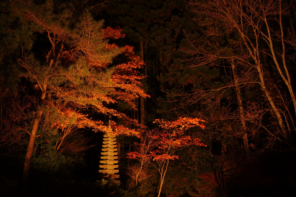 夜の水心苑。