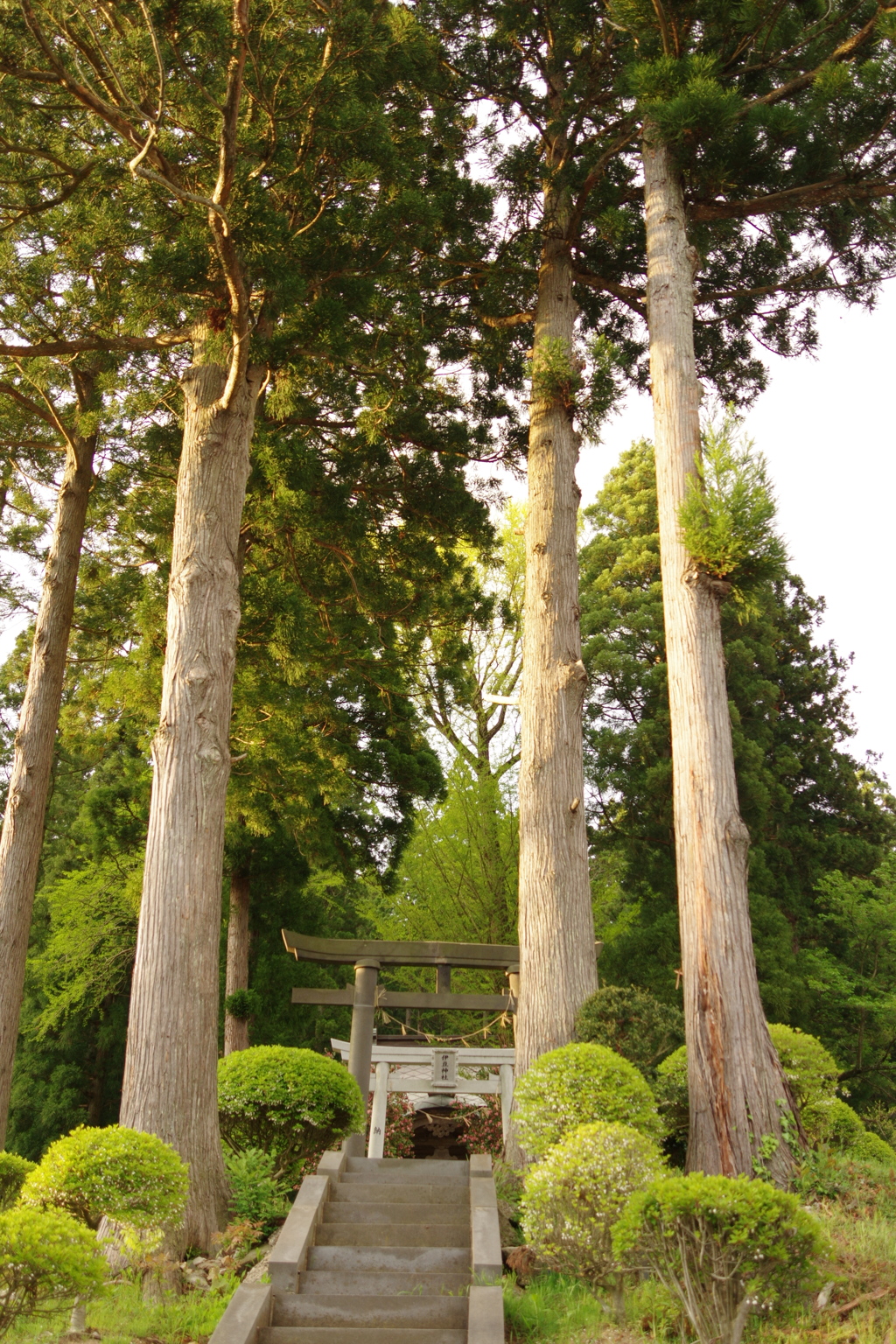 伊豆神社にて。