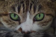EYES_1