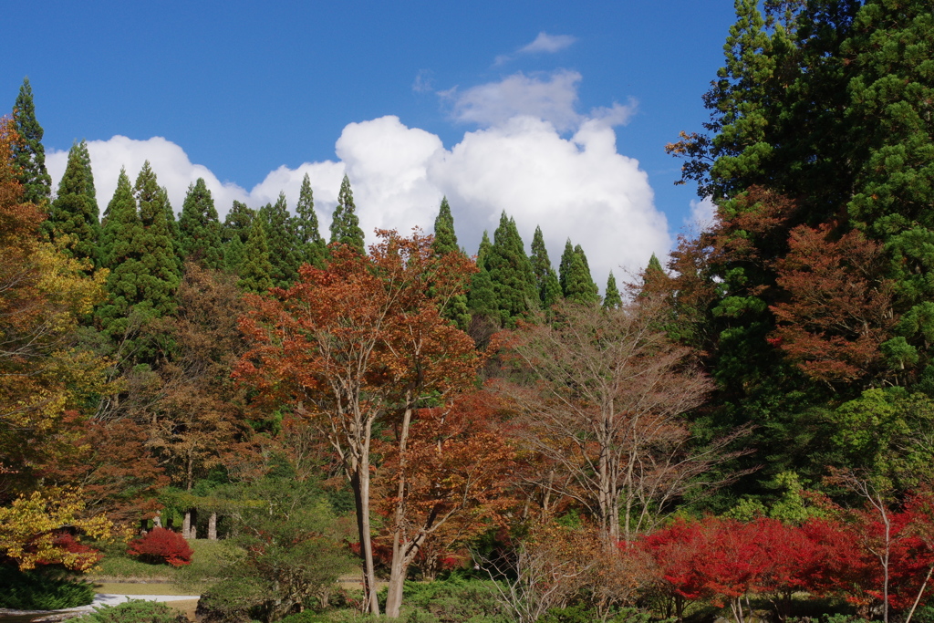 紅葉と晴天と、朴念仁。