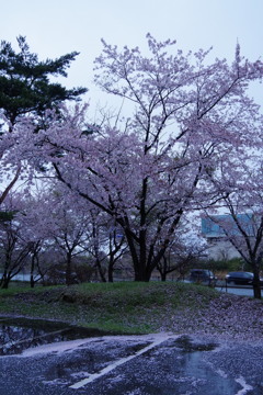 桜流しの雨。