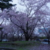 桜流しの雨。