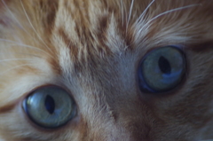 EYES_2
