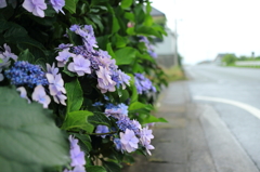 道端に咲く花　2－5
