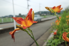 道端に咲く花3－3