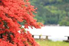 湖畔のつつじ　3