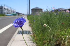 道端に咲く花　4
