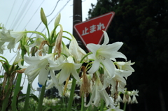 道端に咲く花　2－2