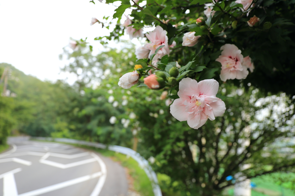 道端に咲く花3－4