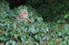 木の実に囲まれて