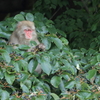 木の実に囲まれて